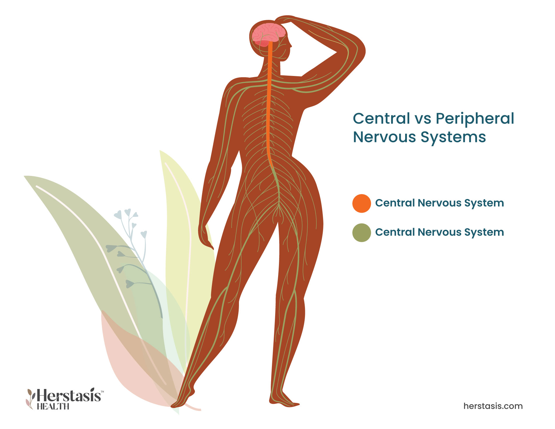 Image of the female body showing the central nervous system down the center and the peripheral nervous system along the sides of the body to the feet.